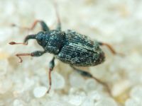 Coryssomerus capucinus