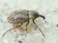 Curculionidae