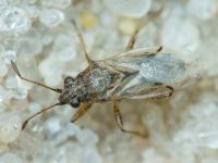 Nysius senecionis