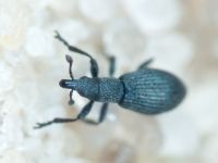 Pseudostenapion simum