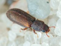 Synchita humeralis