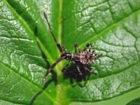 Coreus marginatus