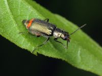 Malachius bipustulatus