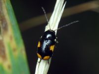 Cryptocephalus (Cryptocephalus) moraei