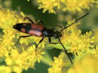 Stenurella bifasciata