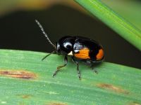 Cryptocephalus (Cryptocephalus) moraei