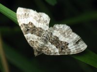 Epirrhoe alternata