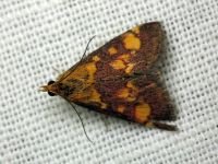 Pyrausta purpuralis