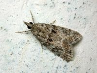 Scoparia