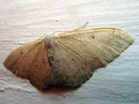 Idaea straminata