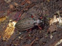 Carabus (Carabus) granulatus