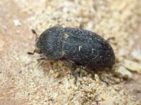 Dermestes (Dermestinus) laniarius