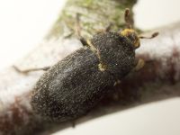Dermestes (Dermestinus) laniarius