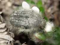 Tropinota hirta