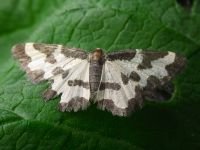 Lomaspilis marginata