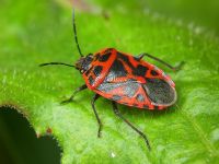 Eurydema (Rubrodorsalium) ventralis