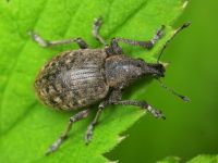 Liophloeus tessulatus