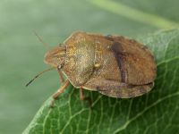 Eurygaster