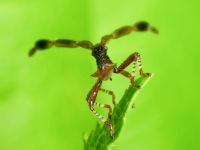 Gonocerus acuteangulatus