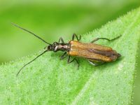 Oedemera femorata