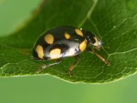 Coccinula quatuordecimpustulata