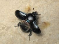 Scarabaeidae