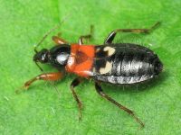 Prostemma sanguineum