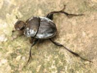 Sisyphus schaefferi boschniaki