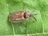 Dictyonota strichnocera