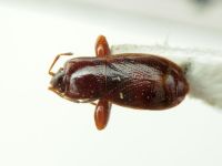 Plinthisus brevipennis