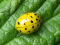 Psyllobora (Thea) vigintiduopunctata