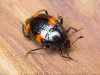 Scaphidium quadrimaculatum