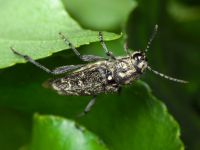 Xylotrechus rusticus