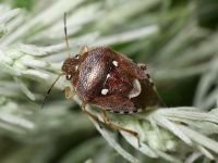 Stagonomus amoenus