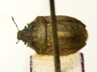 Podops (Opocrates) curvidens