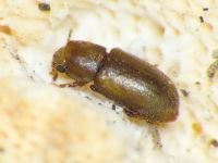 Cis rugulosus