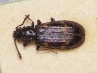 Phloeostichus denticollis