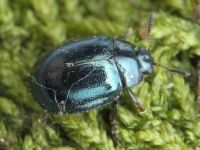 Plagiodera versicolora