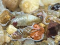 Corixidae