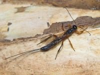 Xorides