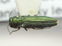 Agrilus nivosus