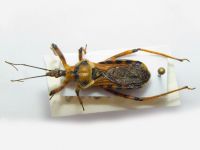 Reduviidae