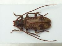 Exocentrus adspersus