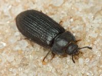 Grynocharis oblonga