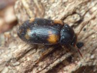 Mycetophagus decempunctatus