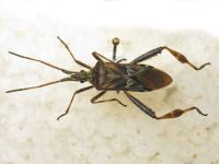 Leptoglossus occidentalis