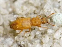 Monotoma quadrifoveolata