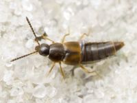 Aleocharinae
