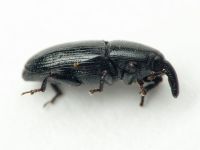 Labiaticola melas