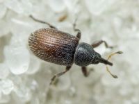 Gymnetron melanarium